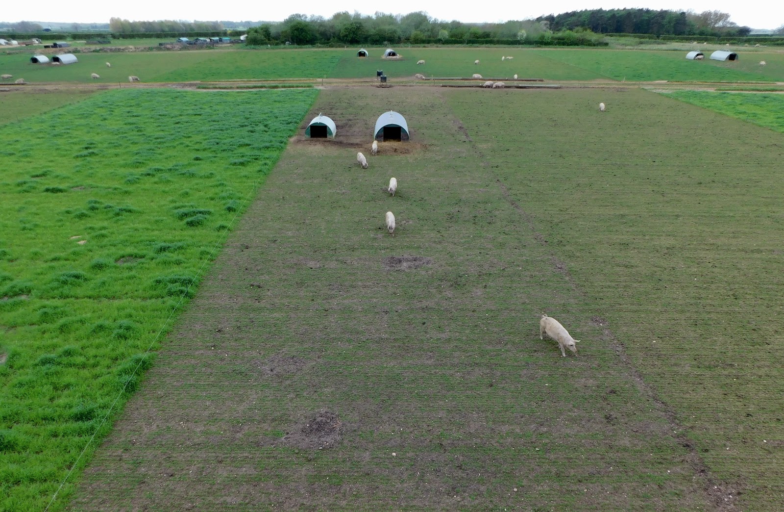 Outdoor dry sow paddocks showing rested and grazed areas of grass